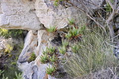 Aloiampelos commixta