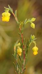 Hermannia aff-denudata