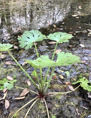 Ranunculus apiifolius