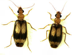 Trigonothops pacifica