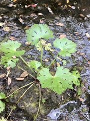 Ranunculus apiifolius