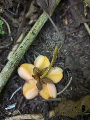 Bruceholstia magnifolia