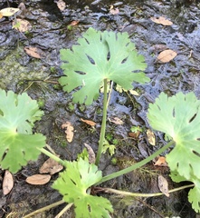 Ranunculus apiifolius