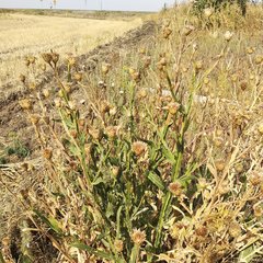 Centaurea chartolepis