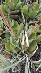 Crassula swaziensis
