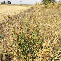 Centaurea chartolepis