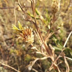 Centaurea chartolepis