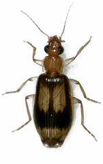 Trigonothops pacifica