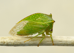 Hadrophallus bubalus