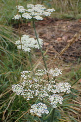 Apiaceae