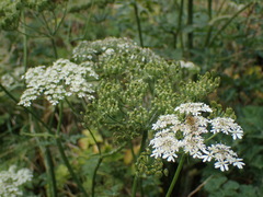 Apiaceae