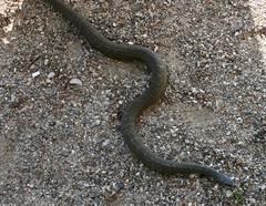 Nerodia sipedon insularum