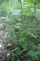 Bupleurum longiradiatum