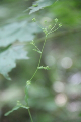Bupleurum longiradiatum