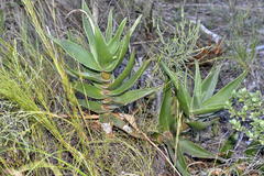 Aloiampelos commixta