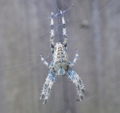 Araneus diadematus