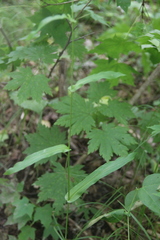 Bupleurum longiradiatum