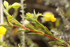 Hermannia aff-denudata