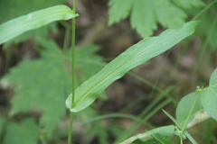 Bupleurum longiradiatum