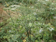 Apiaceae