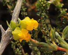 Hermannia aff-denudata