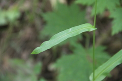 Bupleurum longiradiatum