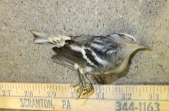 Mniotilta varia