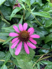 Echinacea
