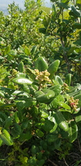 Rhus standleyi