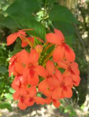 Ruspolia hypocrateriformis australis