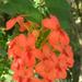 Red Mock-Plumbago - Photo (c) qgrobler, some rights reserved (CC BY-NC), uploaded by qgrobler