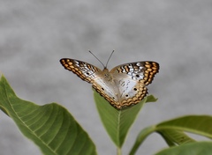 Anartia jatrophae