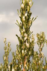 Leucadendron ericifolium