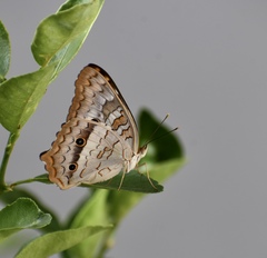 Anartia jatrophae