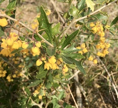 Berberis ruscifolia