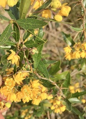 Berberis ruscifolia
