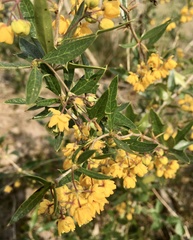 Berberis ruscifolia