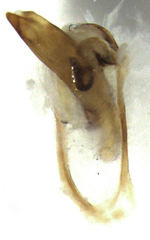 Trigonothops pacifica