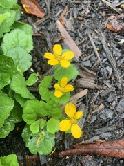 Chrysogonum