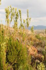 Leucadendron ericifolium