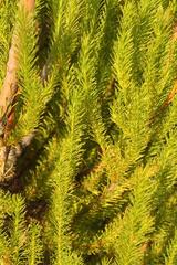 Leucadendron ericifolium
