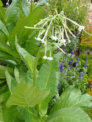 Nicotiana