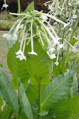 Nicotiana
