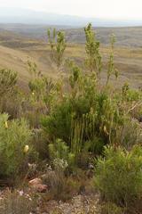 Leucadendron ericifolium