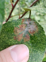 Swammerdamia pyrella