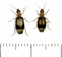 Trigonothops pacifica