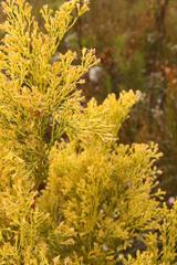 Leucadendron ericifolium