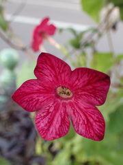 Nicotiana