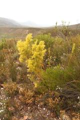 Leucadendron ericifolium