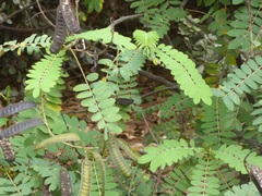 Senna didymobotrya
